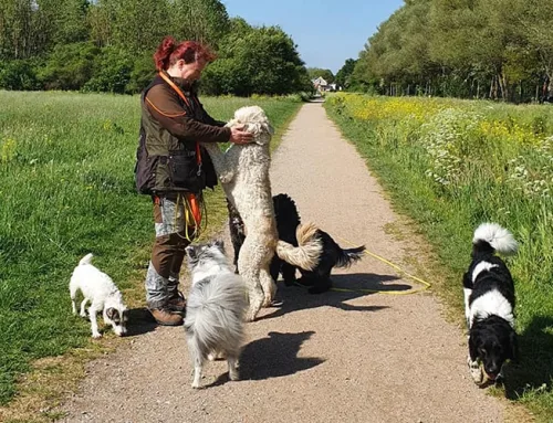 Waarom regelmatige wandelingen essentieel zijn voor uw hond